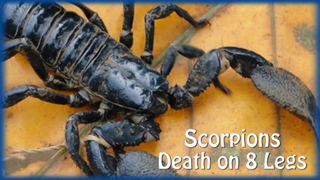 Scorpions - Death on 8 Legs