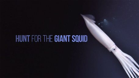 Hunt for the Giant Squid