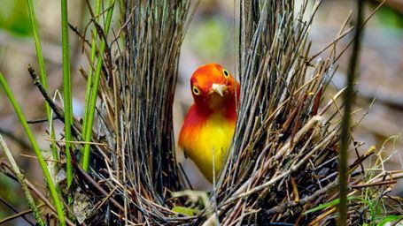 Can Animals Sense Beauty?
