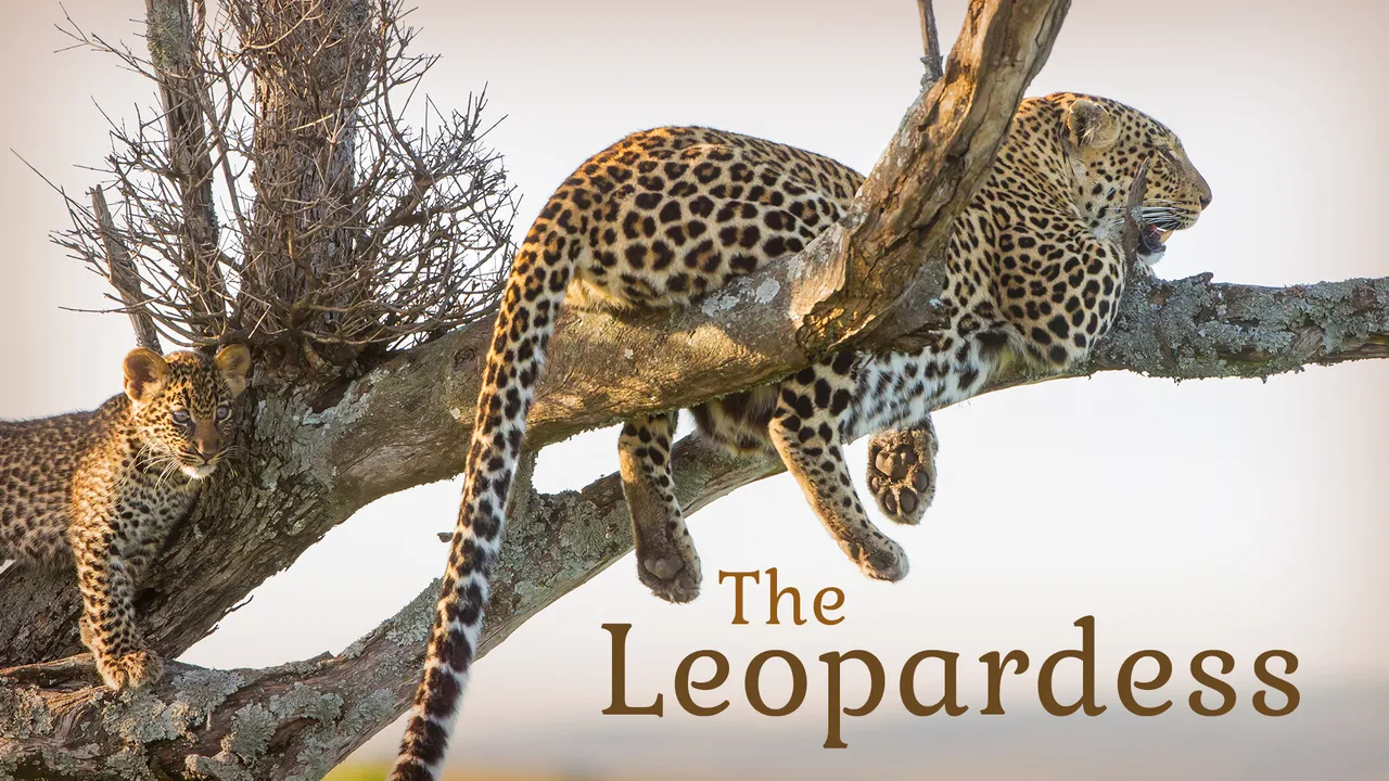 The Leopardess