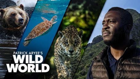 Patrick Aryee's Wild World