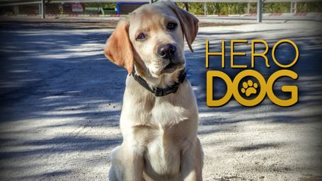 Hero Dog
