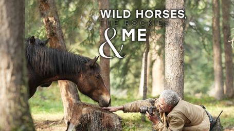 Wild Horses, the Rockies and Me