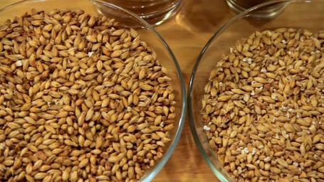 Ancient Grains: Quinoa