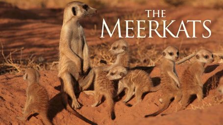 The Meerkats