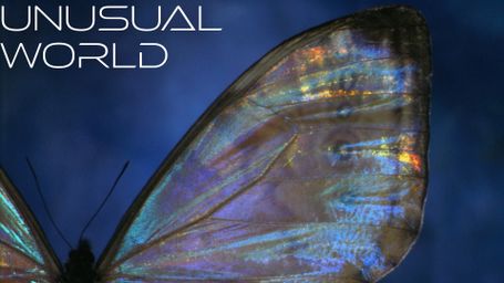 Unusual World