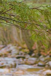 Sound of Calm Rain - Nature Soundscape Video