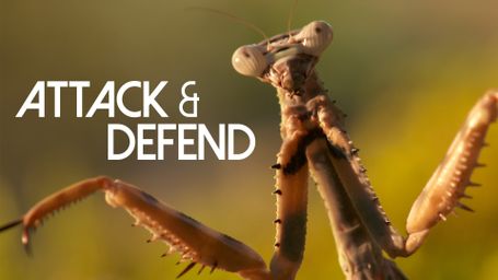 Attack and Defend