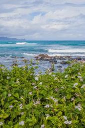 Tropical Beach Ambience – Part 3 - 1-Hour Soothing Screensaver & Wallpaper with Nature Sounds