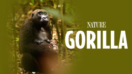 Gorilla