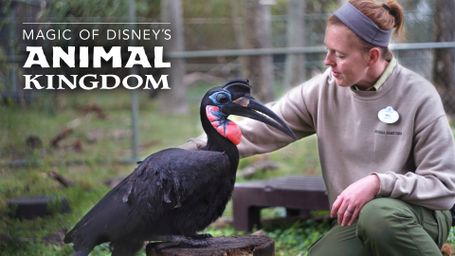 Magic of Disney's Animal Kingdom