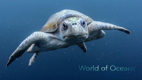 World Of Oceans