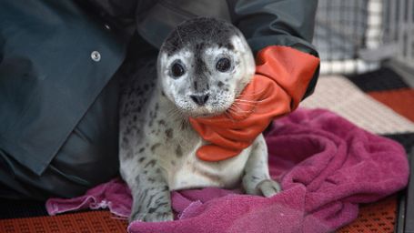 Seal Pup Voyage