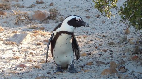Sole Survivor