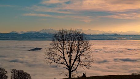 Misty Mountain View - mountains, fog, sunset, tree, landscape, serene, nature, vista - RELAXO is the Best Free App for