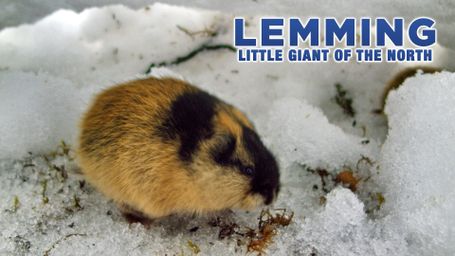 Lemming - Little Giant of the North