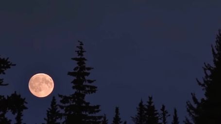 Moonrise in the Pines - Moon, Night, Forest, Pines, Twilight, Nature, Calm, Tranquility, Serenity, Moonlight - RELAXO is