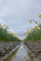 Spring Flowers Video with Nature Sounds, Birds Chiping - Skagit Valley Daffodils