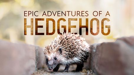 The Epic Adventure of a Hedgehog