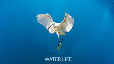 Water Life