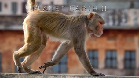 Planet Earth II