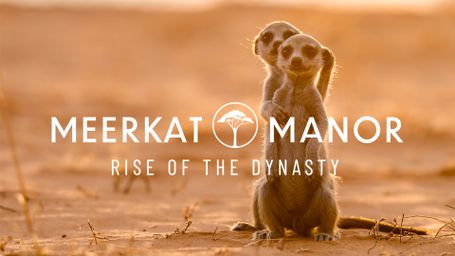 Meerkat Manor: Rise of the Dynasty