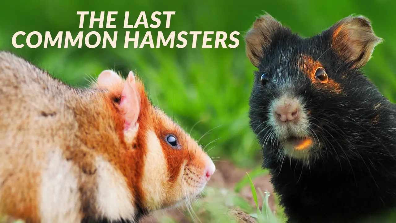 The Last Common Hamsters