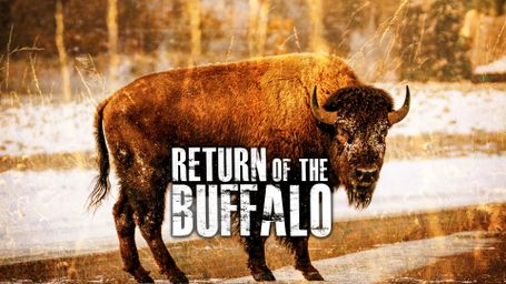 Return of the Buffalo: Restoring The Great American Prairie