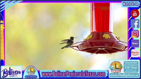 Humming Birds Make Stopover On Bolivar Peninsula In Fall Migration.