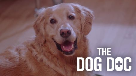 The Dog Doc