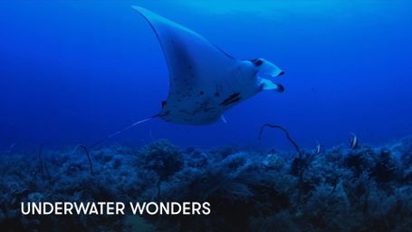 Underwater Wonders