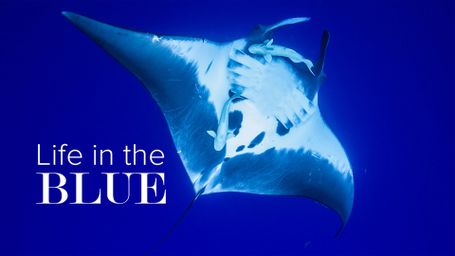 Life in the Blue