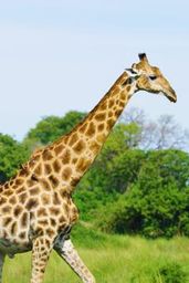 Giraffes Documentary Film Narrated | Incredible Wildlife of Africa