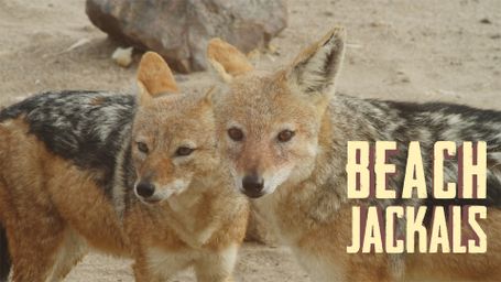 Beach Jackals