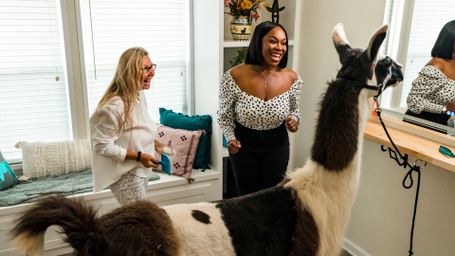 Living Room Llamas