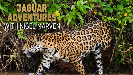 Jaguar Adventures With Nigel Marven
