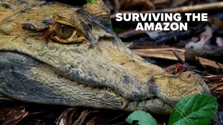 Surviving the Amazon