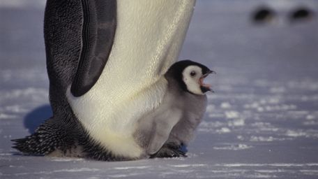 Ice Worlds