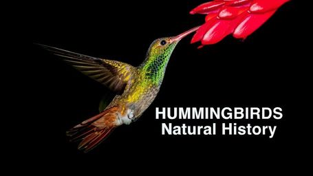 Hummingbirds Natural History