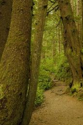 Sound of Forest - Episode - 2