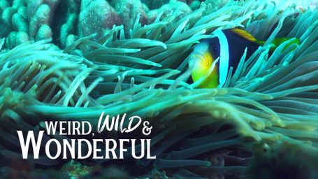 Weird, Wild & Wonderful