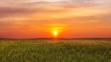 Sunset Field - Sunset, Field, Nature, Calm, Relax, Grass, Warm, Peaceful, Evening, Serenity - RELAXO is the Best