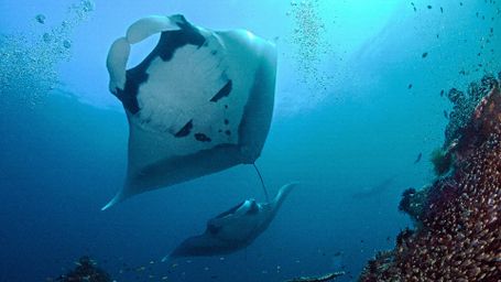 Secrets Of The Deep