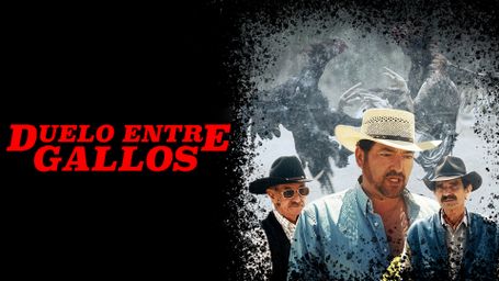 Duelo entre gallos