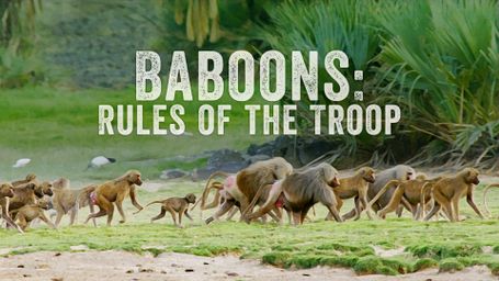 Baboons: Rules of the Troop