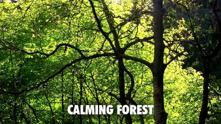 Calming Forest