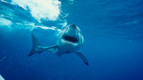 Beasts of The Big Blue