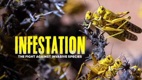 Infestation