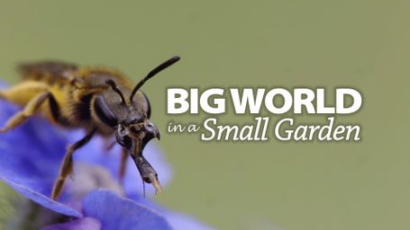 Big World In A Small Garden