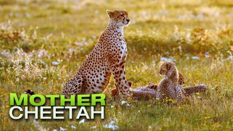 Cheetah Mom